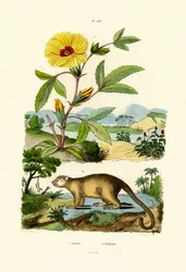 Rose of Sharon